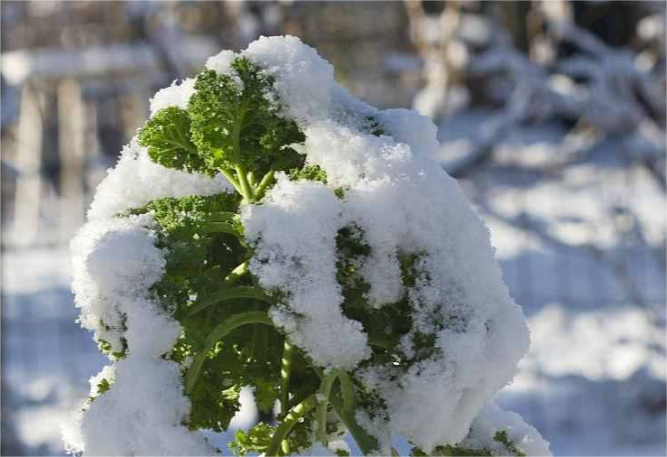 尚干閩菜課堂十四期｜大雪時(shí)節(jié)冬漸濃，何不來(lái)道雪里紅？