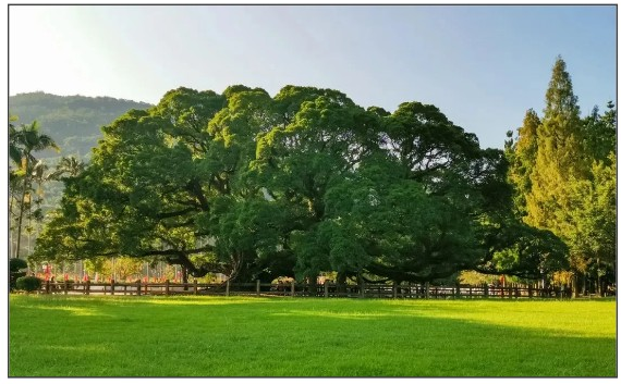 閩都文化一期丨誰(shuí)說(shuō)獨(dú)木不成林？